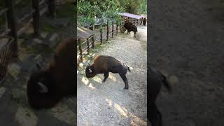 Bison bison　（アメリカバイソン：American bison）