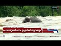 കുത്തൊഴുക്കില്‍പ്പെട്ട ആന ഒടുവില്‍ കരകയറി wild elephant chalakudy river