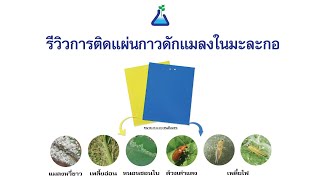 EP4: รีวิวการติดแผ่นกาวดักแมลงในแปลงมะละกอ - TAB Innovation