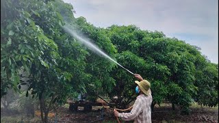 របៀបបាញ់បើកភ្នែកផ្កាមៀន ដើម្បីទទួលបានផ្កាច្រើននឹងចេញស្រុះល្អ