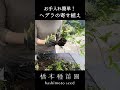 ヘデラの寄せ植え♪ shorts