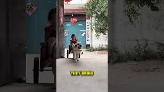 ఈ dog రోజు ఏం చేస్తుందో చూడండి 👀😳 #shorts #ytshots #viralshorts #trending