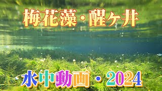 醒ヶ井の梅花藻（水中花）2024/8・4ｋ