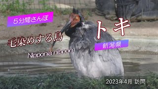 【新潟県 長岡市】毛染めする鳥 トキを学ぶ［4K］