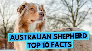 Australian Shepherd - TOP 10 Interesting Facts