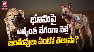 భూమిపై అత్యంత వేగంగా పరిగెత్తే  జంతువులు ఏంటో తెలుసా..? | Interesting Facts @Hittvtelugunews