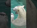 ホウちゃんお魚貰ってドボンするホウちゃん polarbear 天王寺動園 ホウちゃん