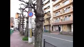 新大宮駅～サンソレイユ新大宮　道順