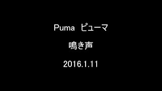 2016.1.11 Puma　ピューマの鳴き声（日本平動物園）