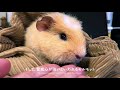 【在宅ワークの癒し】右手にマウスを、左手にモルモットを　mouse in my right hand guinea pig in my left 01