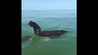 Chicken Enjoys Swimming in Sea With Owner - 1030783