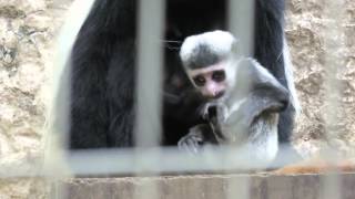 アビシニアコロブスの赤ちゃん「生後2ヶ月と11日目（１）」＠上野動物園 - MVI 1314