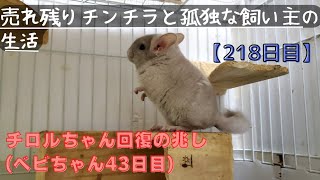 【218日目】２才のチンチラをお迎えしても懐いてくれるのか！？【チロルちゃん回復の兆し(ベビちゃん43日目)】