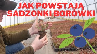 Jak Powstają Sadzonki Borówki Amerykańskiej