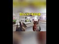 妈妈从来不是选择题！ 猫meme 猫meme小剧场 cat 迷恋 funny 萌宠 pets 貓 萌寵 cute 治癒小貓