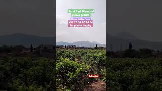 Jarvi Red Diamond guava plants inquiry+91 76 00 00 24 54 #Girnar_valley_farm