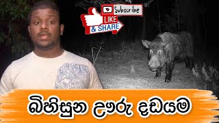 wild boar attack | බිහිසුනු ඌරු දඩයම