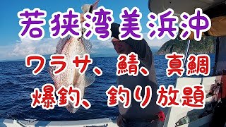 ８月２６日若狭湾美浜沖　ワラサ、鯖、真鯛　爆釣　釣り放題