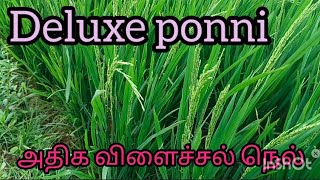 Deluxe ponni நெல் சாகுபடி