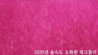 을숙도 핑크뮬리 2020