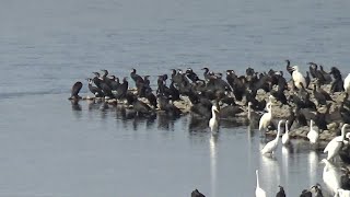 【那珂川】落ち鮎シーズンのカワウとサギ