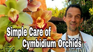 How to grow and Care for cymbidium Orchids, flowering guide