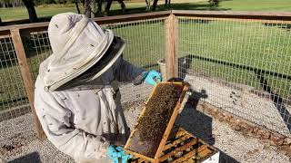 A WEAK winter hive which probably will not survive the winter