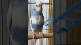 ちがさき日記20240614『iPhoneのシャッター音を覚えたちがさき🐦』#セキセイインコ #iphone  #budgie