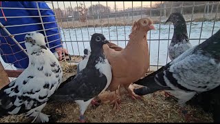 Gołębie pigeons targ SŁOMCZYN Andrzej W.5.01.2025 cz 3/3💥Gołębie jasne i wyszwance Andrzeja Radom💥