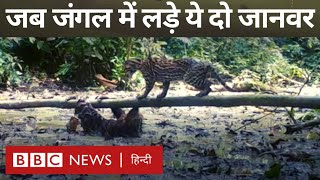 Animals Rare Fight Video : जब Wild Cat और Sloth के बीच हुई लड़ाई (BBC Hindi)