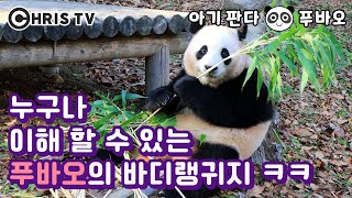 ★Baby panda💕Fu Bao★Fu Bao's body language that anyone can understand😊