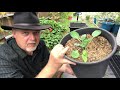 How To Re-Use Old Potting Soil - 4 Methods for Recycling  Black Gumbo