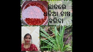 Growing coriander at home in pots (ଛାତ ଉପରେ ଧନିଆ ଚାଷ କରିବା )