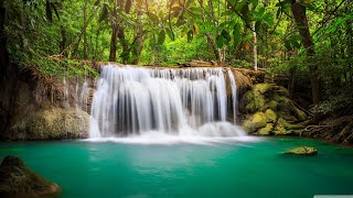 RAIN FOREST SOUNDS WATERFALL SOUNDS AMBIENT SOUNDS FOR RELAXING AND SLEEPING AMBIENT VIDEOS