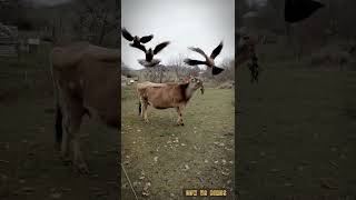 Cow vs Birds #cowvideos #animalattacks #freerangefarm