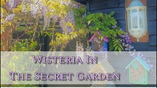 Wisteria In The Secret Garden