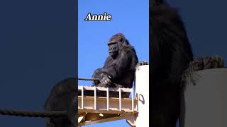 This is Annie from Higashiyama Zoo.  🦧🦍  #gorilla #गोरिल्ला #ゴリラ #東山動植物園