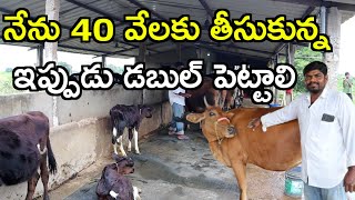 అప్పుడు 40 వేలు cows dairy farm In telugu @MalleshAdla