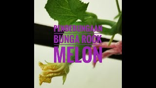 Pendebungaan bunga rock melon | Rock Melon Pollination