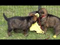 watch kraftwerk german shepherd puppies grow up