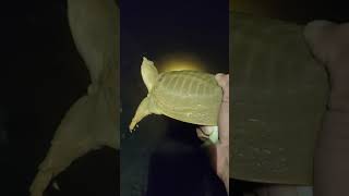 ដាក់លប បានកន្ធាយ Fish get turtle 🐢🐢🐢