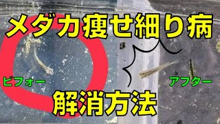 メダカ痩せ細り病の解消方法（実際に検証してみた結果）