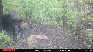 Kā sivēni iemācās berzēties pret darvas koku/Pigglets Learning from Big Wild Boar