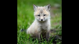 Baby Rescue Fox #rescueanimal #foxes @PawsAndCompassionRescue