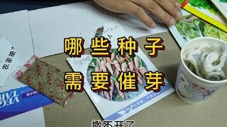 秋天种菜哪些种子需要催芽 #农业种植 #三农 #蔬菜种植 #种植