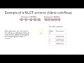 what is multi locus sequence typing