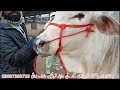 today multan cow mandi fresh video multan mandi aj ki video global village farming