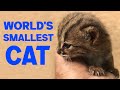 The word's smallest wild cat | Baby Rusty Spotted Cat