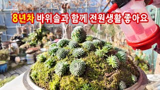 8년차 바위솔과 함께 전원생활 좋아요