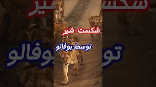 تسلیم شدن شیر در مقابل بوفالو 🔥 #شیر #حیات_وحش #دانستنی  #short #حیوانات #wildlife